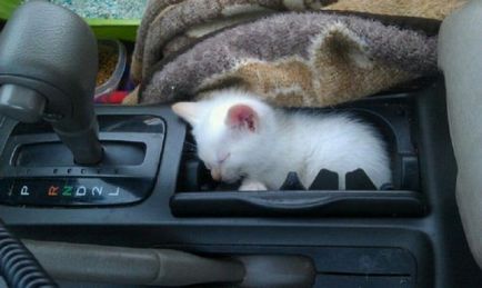 Cele mai neașteptate locuri unde se odihnesc pisicile (17 fotografii)