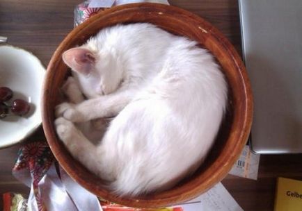 Cele mai neașteptate locuri unde se odihnesc pisicile (17 fotografii)
