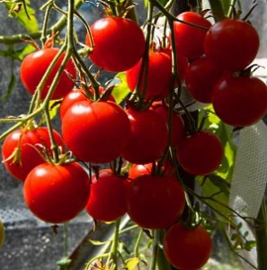 Самі врожайні сорти помідор, для відкритого грунту і для теплиць