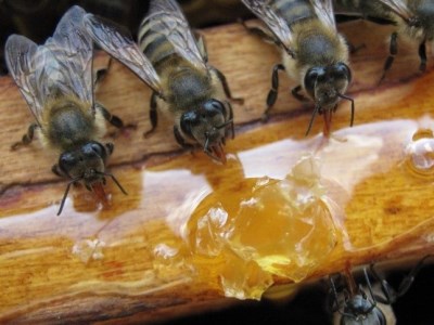 Sugar édes méhek számára, hogyan kell főzni