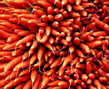 Секрети вирощування високих урожаїв моркви, дорога до бізнесу за комп'ютером