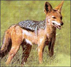 Jackal, șacalul de aur, frânghia (canis aureus), comportamentul șacalilor, pradă de vânătoare, teren de vânătoare,