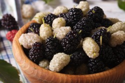 Mulberry în diabetul zaharat de tip 2
