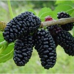 Mulberry cukorbetegségben levelek, gyümölcsök, gallyak