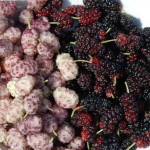 Mulberry cukorbetegségben levelek, gyümölcsök, gallyak