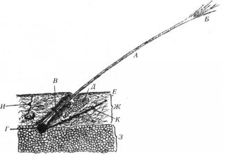 Bristle, structura lui