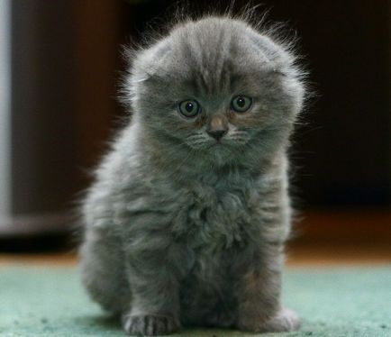 Scottish Fold, és mindent meg kell tudni róla - kotohaus macskák, macska fajták, gondoskodás