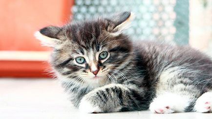 Сибірська кішка - фото, опис, зміст, купити, відгуки