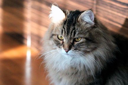 Pisica siberiana - poza, descriere, continut, cumpara, recenzii