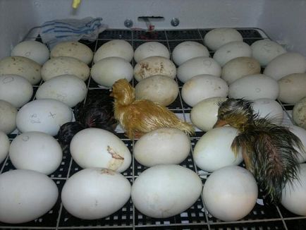 Скільки днів качка може сидіти на яйцях детальний фото- і відеоогляд