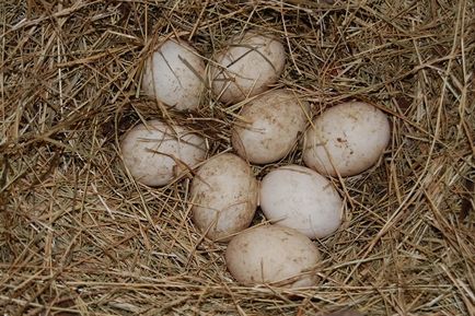 Скільки днів качка може сидіти на яйцях детальний фото- і відеоогляд