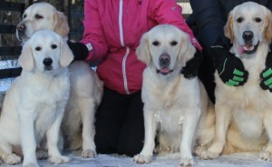 Mennyi az ára egy golden retriever kiskutyák, „hogy mancs”