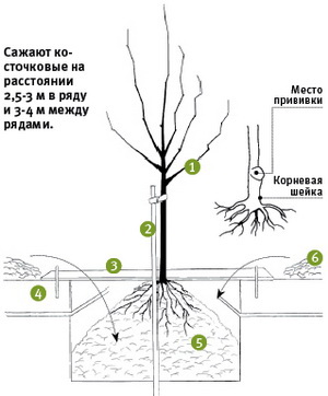 Prune, cireșe, caise, plantem fără probleme! Arhiva știrilor din Tula