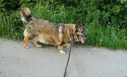 Собака Тобик (колишній Люцифер) шукає будинок