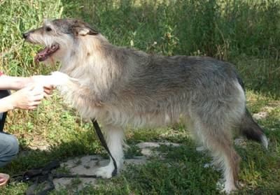 Câini și pisici în mâini bune