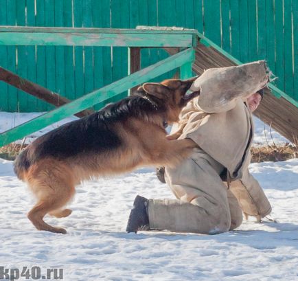 Собаки допомагають ловити злочинців