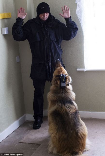 Собаки допомагають ловити злочинців