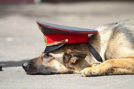 Câinii ajută la capturarea infractorilor