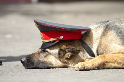 Собаки допомагають ловити злочинців