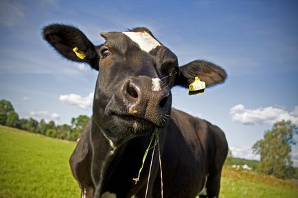 Expert de consiliere privind creșterea vitelor pe portal, simțurile vacii