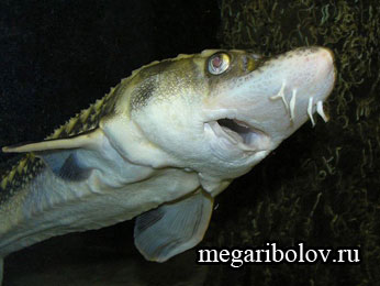 Sturgeon (latin: