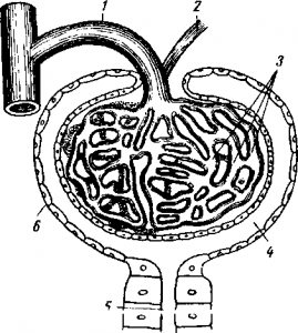 Structura rinichilor - știi cum