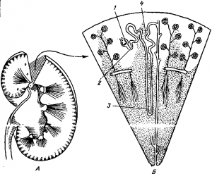 Будова нирок - знаєш як