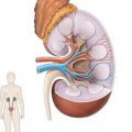 Structura rinichiului uman - funcții și locație