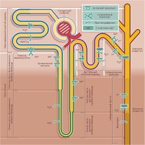 Structura rinichiului uman - funcții și locație