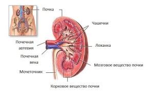 Structura rinichiului uman - funcții și locație