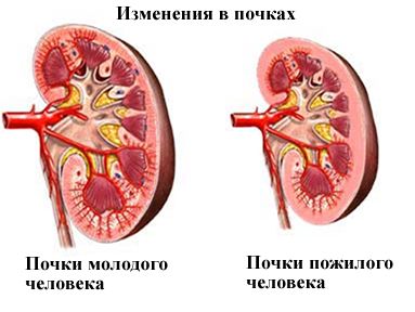 Будова нирки людини - функції і розташування