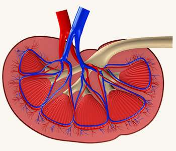 A szerkezet a humán vese - funkció és elhelyezkedés