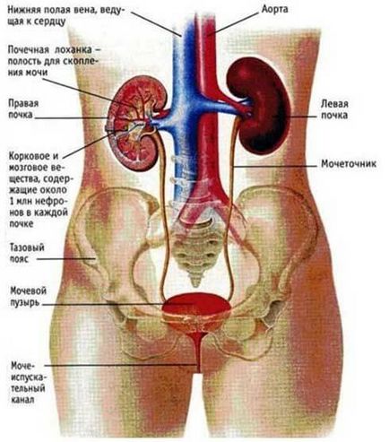 Structura rinichiului uman - funcții și locație