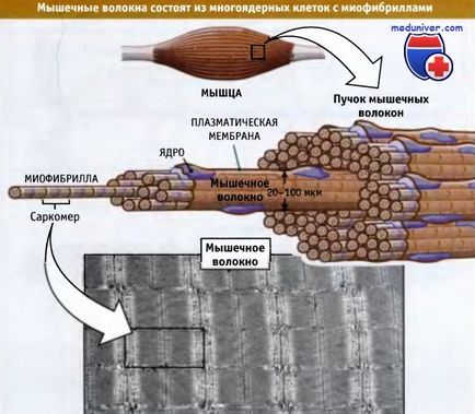 Structura sarcomului și contracția musculară