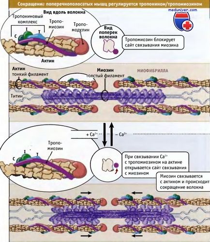 A szerkezet a sarcomer és az izom-összehúzódás