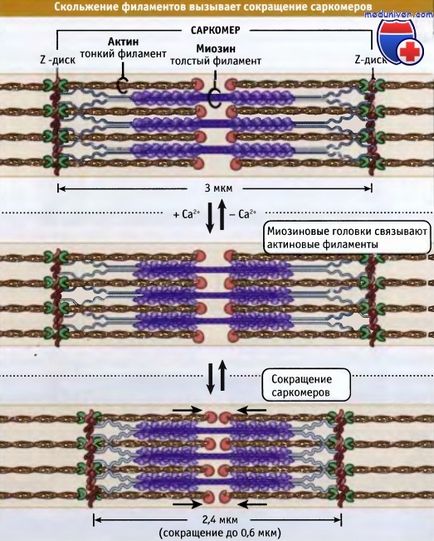 A szerkezet a sarcomer és az izom-összehúzódás