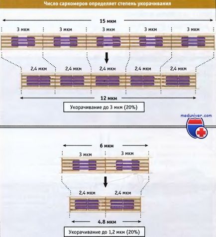 A szerkezet a sarcomer és az izom-összehúzódás (izomösszehúzódás) A szerkezet a sarcomer és az izom-összehúzódás