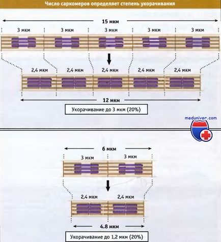 Будова саркомера і скорочення м'язи