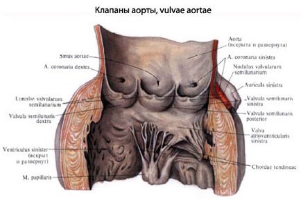 Anatomia structurii inimii - tratamentul inimii