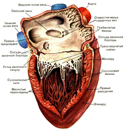 Anatomia structurii inimii - tratamentul inimii