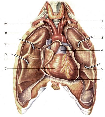 Anatomia structurii inimii - tratamentul inimii