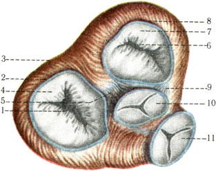 Anatomia structurii inimii - tratamentul inimii