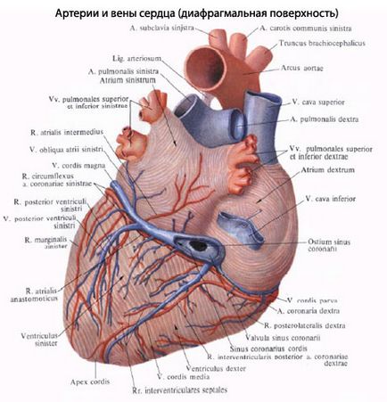 Anatomia structurii inimii - tratamentul inimii