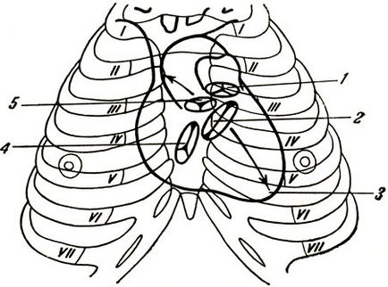 Anatomia structurii inimii - tratamentul inimii