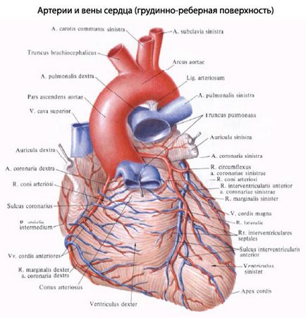 Anatomia structurii inimii - tratamentul inimii