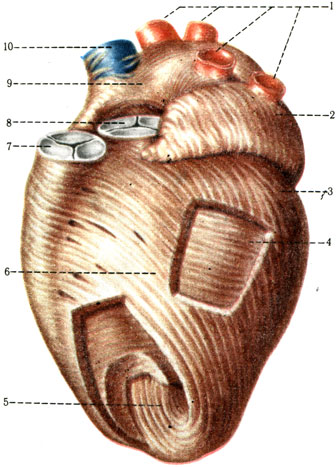 Anatomia structurii inimii - tratamentul inimii