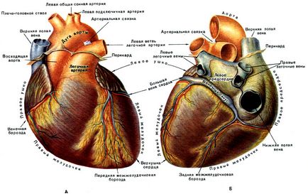 Anatomia structurii inimii - tratamentul inimii