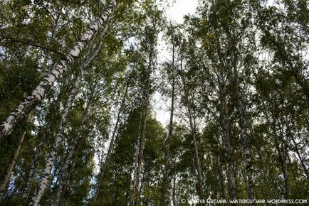 Святе джерело в новосибірської області, фотоблог'