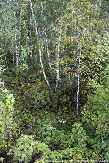 Святе джерело в новосибірської області, фотоблог'