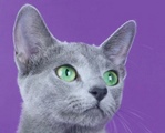 Талісман удачі - кошенята в розплідниках - породи і ціни, розплідники і заводчики, рекомендації та